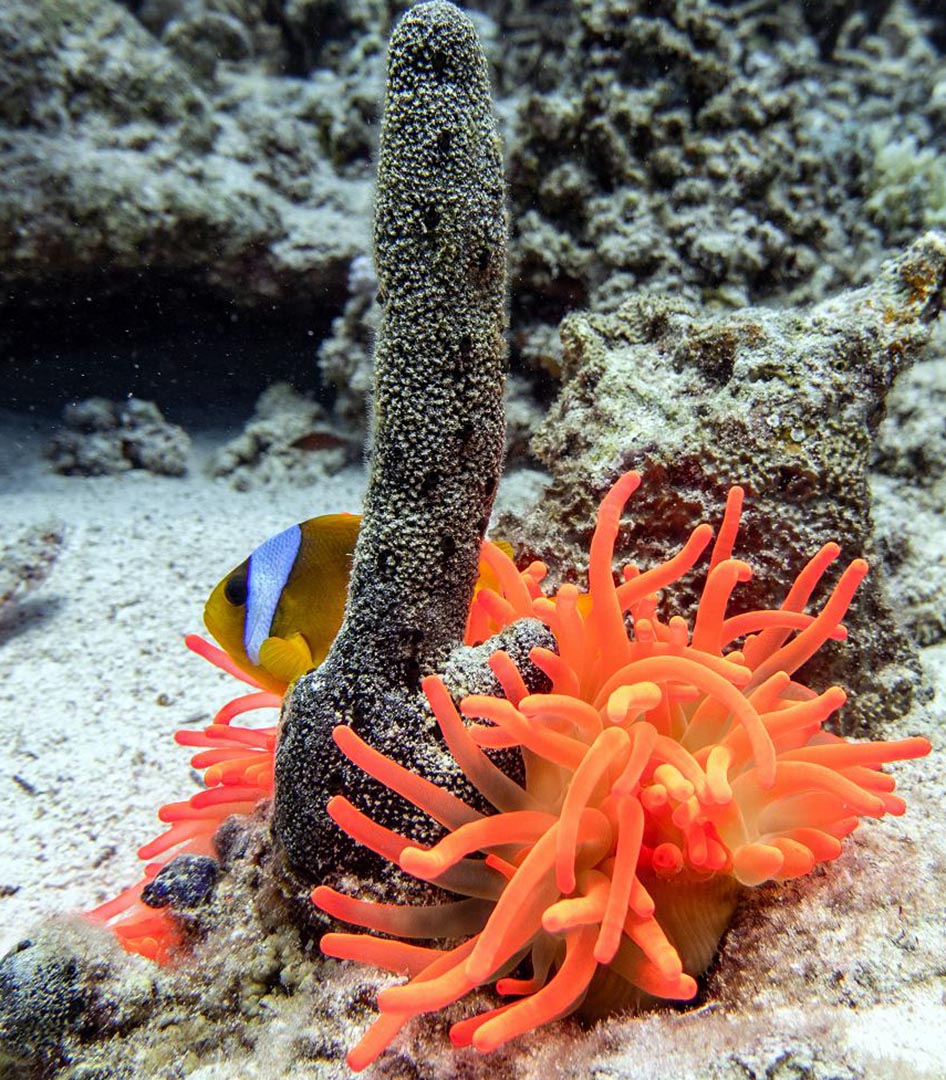 Marsa Alam
